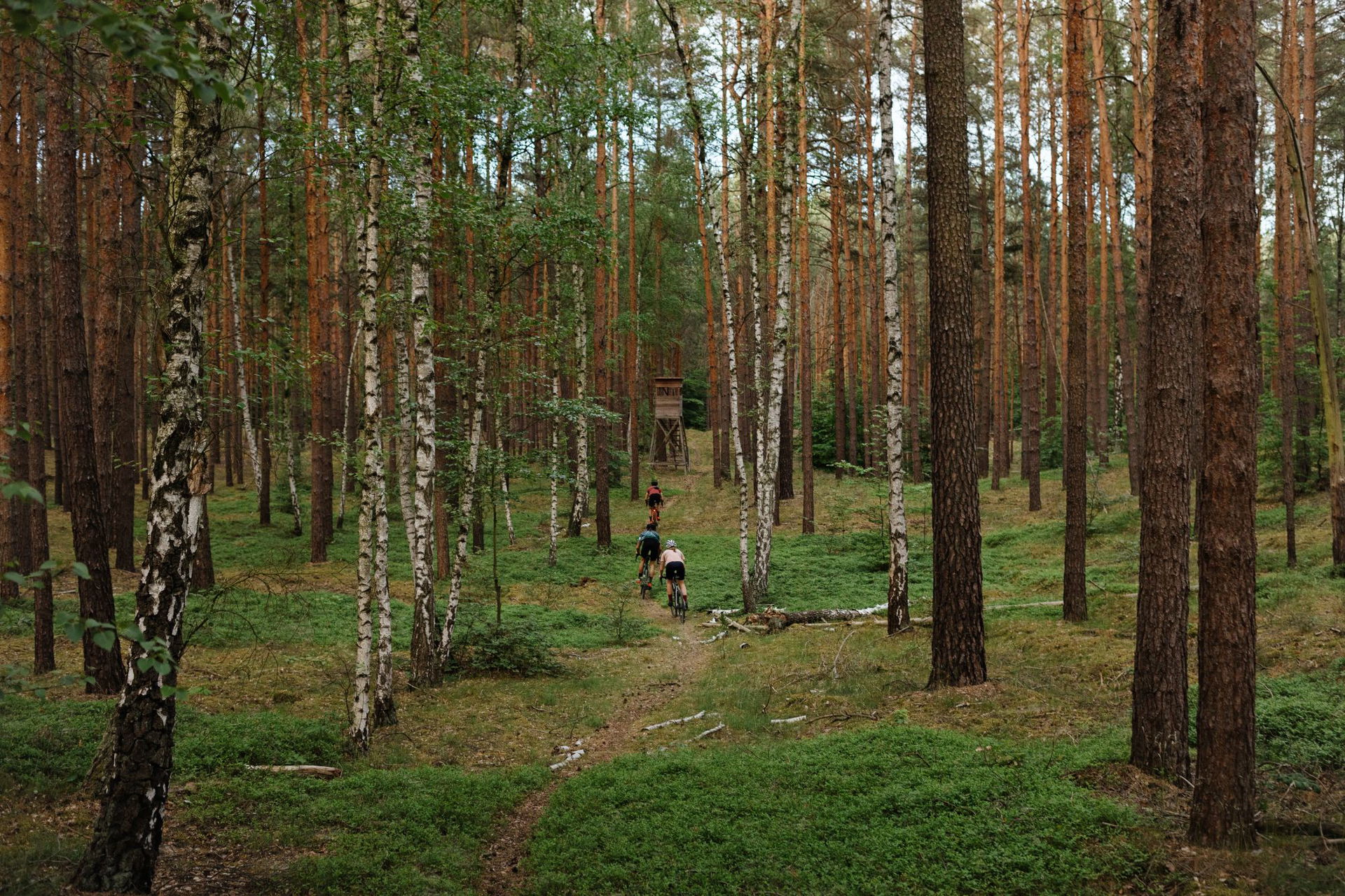 acros-gravel-laufradsatz_mood_wald